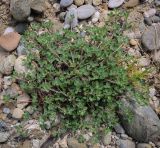 genus Medicago. Вегетирующее растение. Абхазия, Гудаутский р-н, Мюссерский лесной массив, русло р. Риапши, обезвоженный участок реки. 12.04.2024.