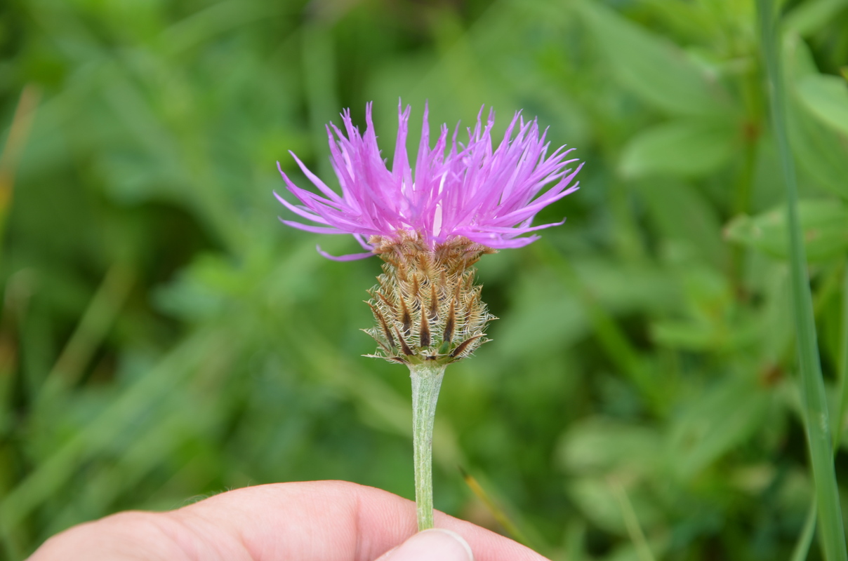 Изображение особи семейство Asteraceae.