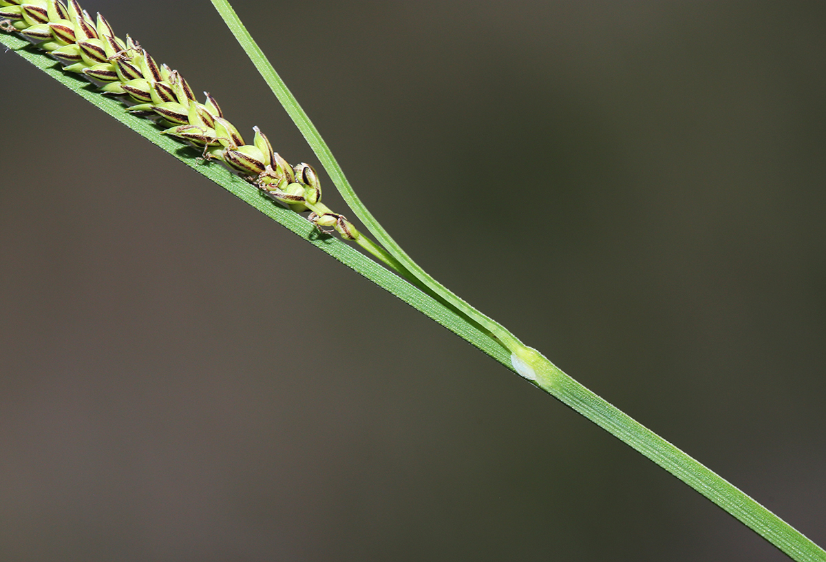 Изображение особи Carex appendiculata.