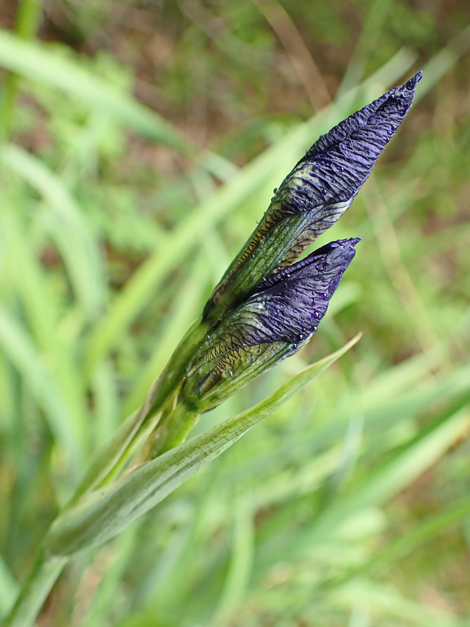 Image of Iris sanguinea specimen.