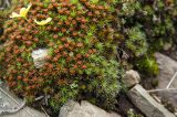 Polytrichum piliferum