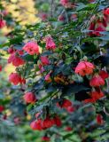 Abutilon &times; hybridum