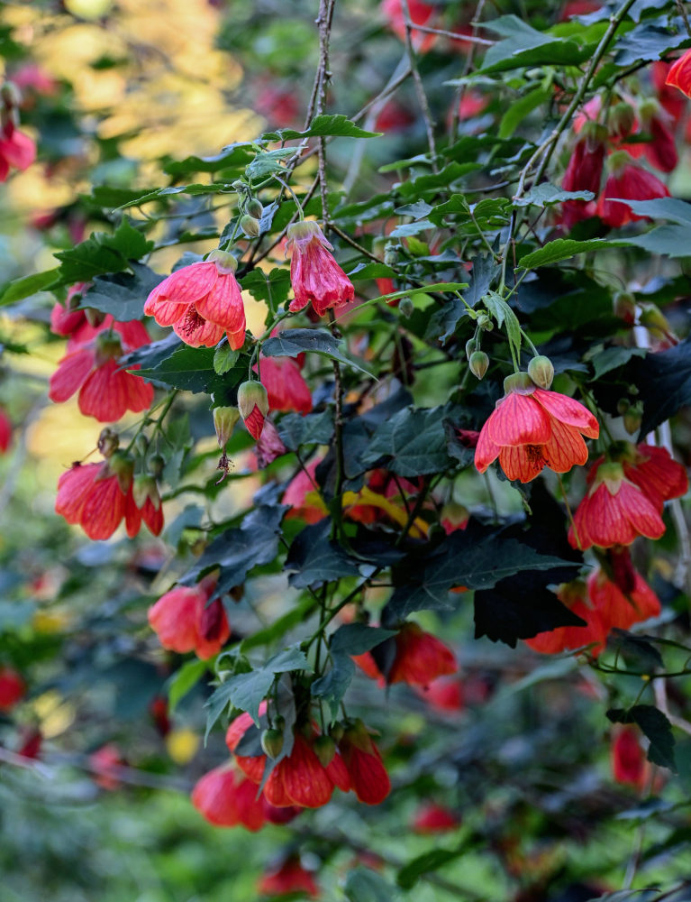 Image of Abutilon × hybridum specimen.
