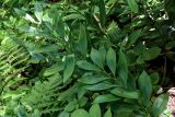 Ruscus colchicus