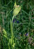 Cirsium oleraceum