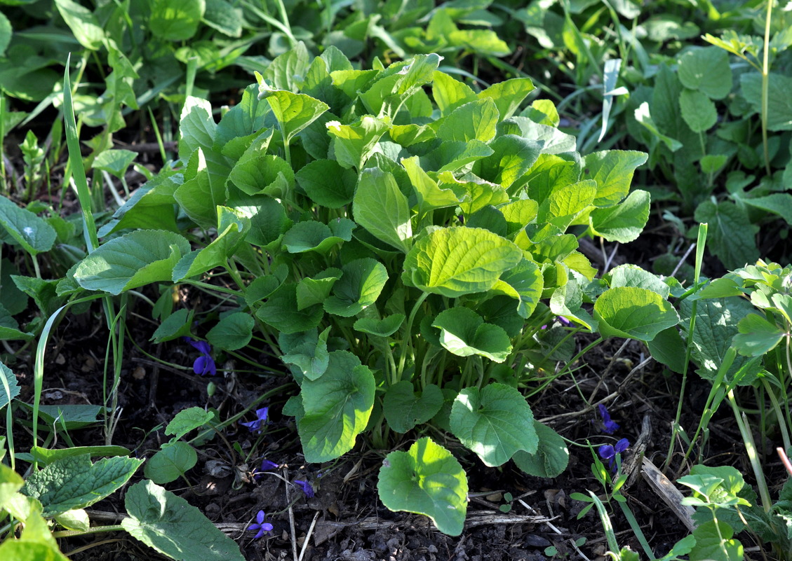 Image of genus Viola specimen.