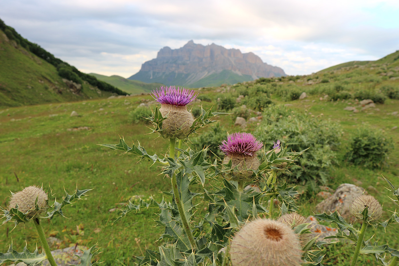 Image of Cirsium balkharicum specimen.