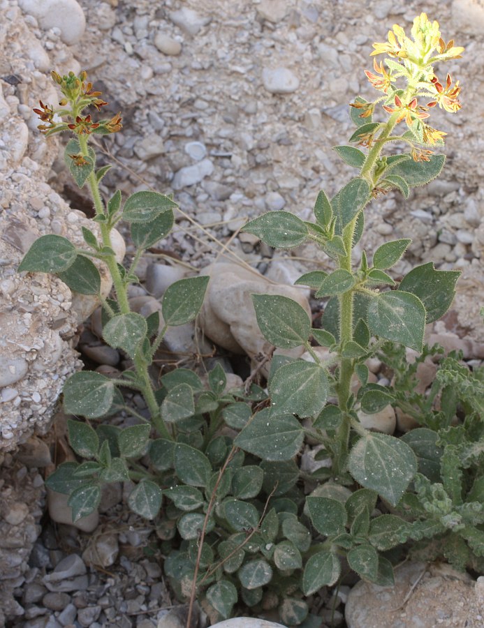 Image of Cleome arabica specimen.