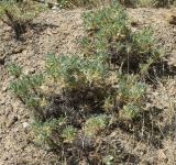 род Astragalus. Плодоносящие растения. Узбекистан, Ферганская дол., Андижанская обл., Ходжаабадский р-н, окр. кишлака Имамата; горы Кырташтау, каменисто-глинистый склон. 13.06.2015.