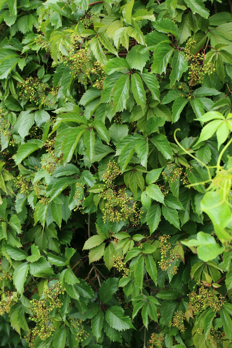 Изображение особи Parthenocissus quinquefolia.