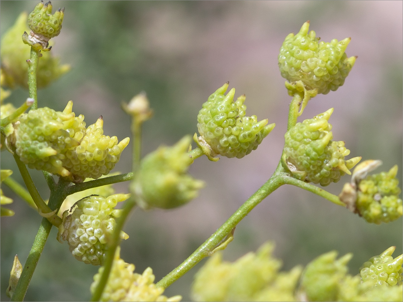 Image of Haplophyllum obtusifolium specimen.