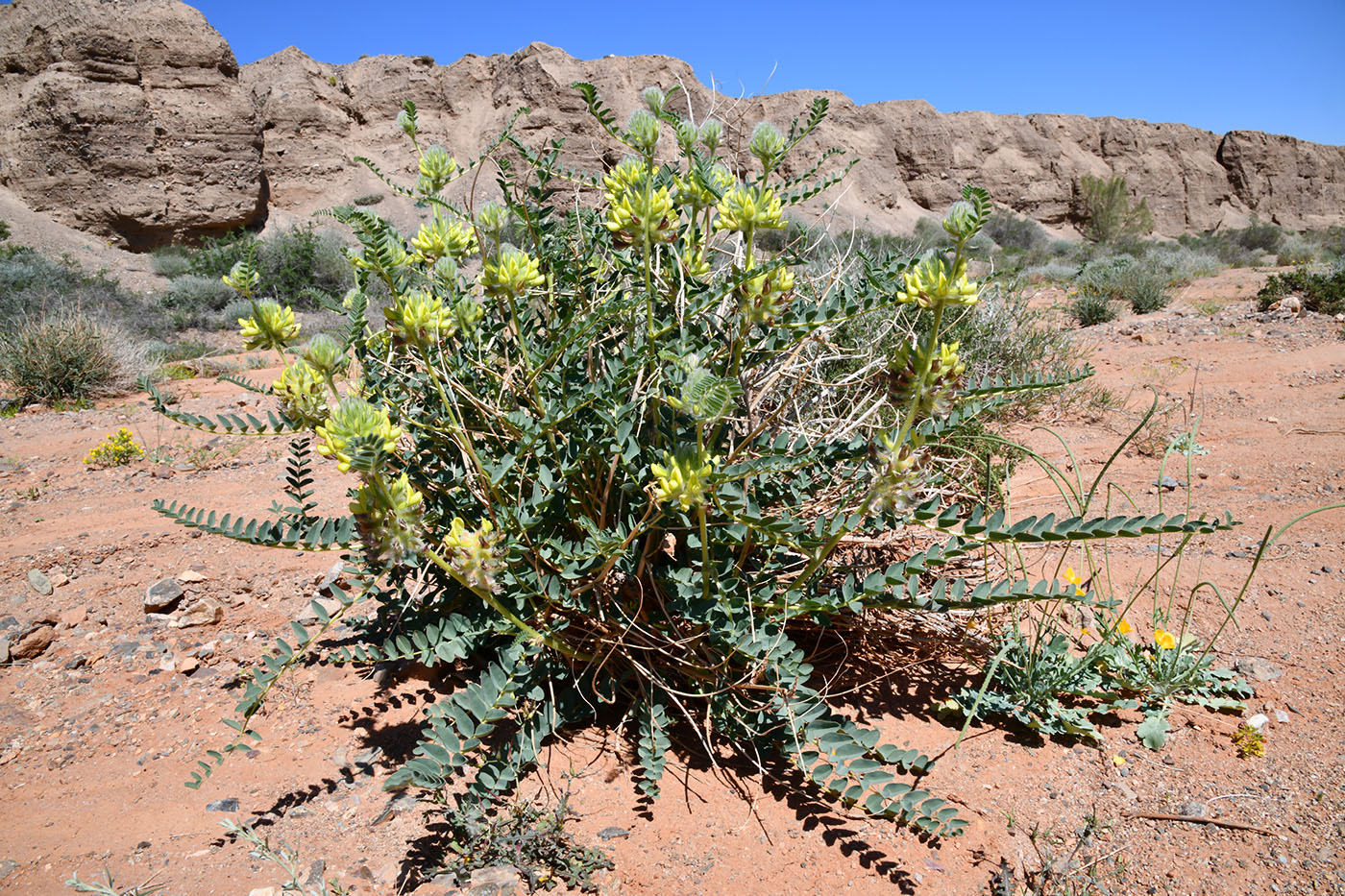 Image of Astragalus vulpinus specimen.