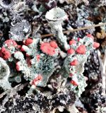 Cladonia coccifera
