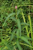 Persicaria amphibia