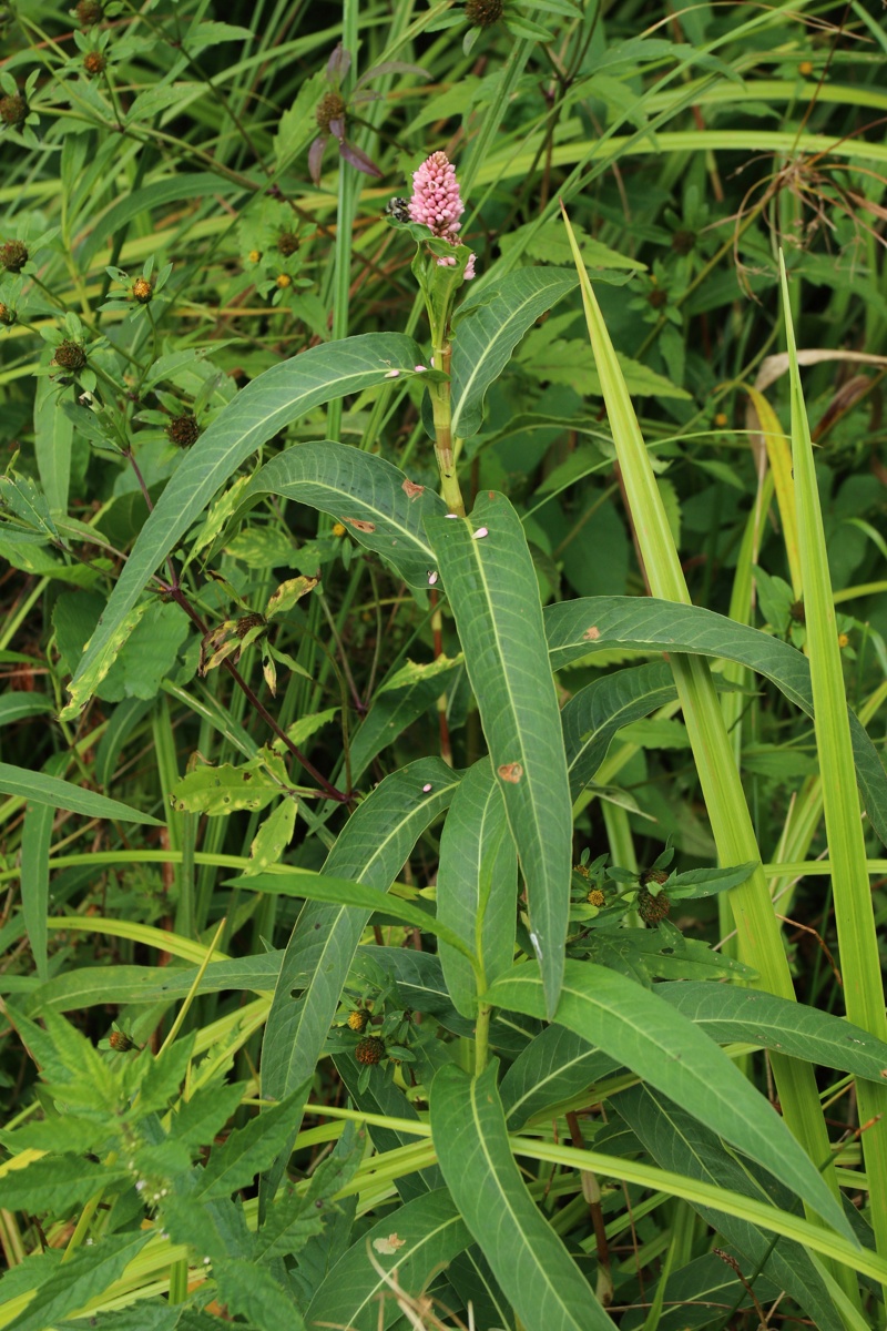 Image of Persicaria amphibia specimen.