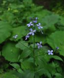 Hesperis matronalis