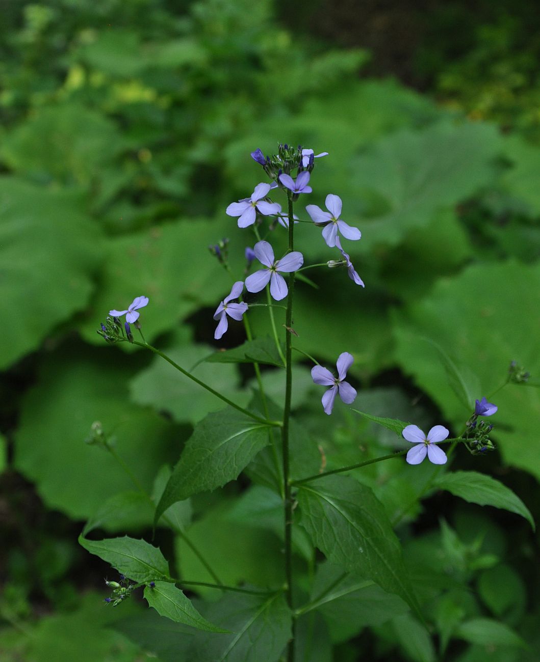 Изображение особи Hesperis matronalis.