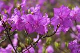 Rhododendron mucronulatum