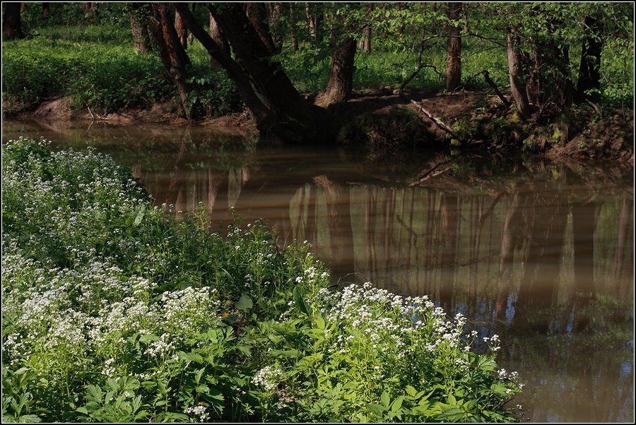 Изображение особи Cardamine amara.