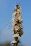 Omalotheca sylvatica