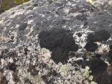 View full-size image Verrucaria nigrescens