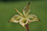 Caltha silvestris. Вскрывшийся плод с семенами. Приморский край, Шкотовский р-н, окр. с. Новонежино, переувлажнённый луг. 08.06.2025.