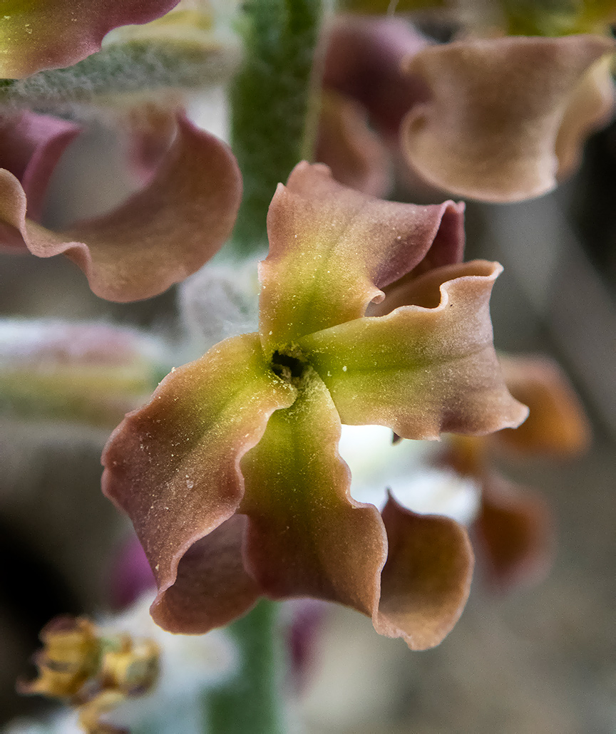 Image of Matthiola odoratissima specimen.