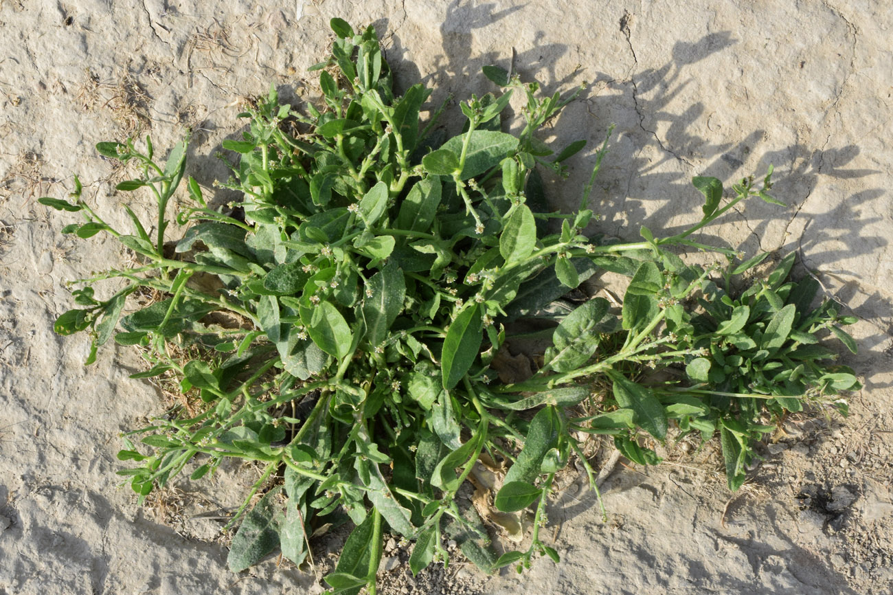 Image of Euclidium syriacum specimen.