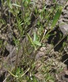 genus Salix