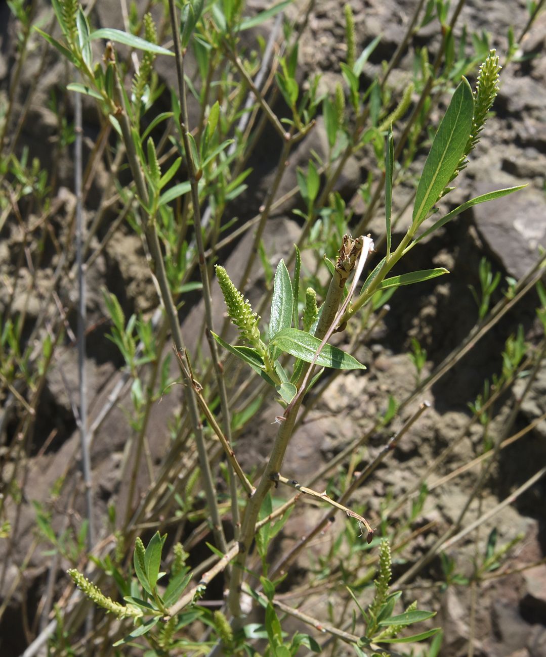 Image of genus Salix specimen.