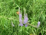 Veronica longifolia