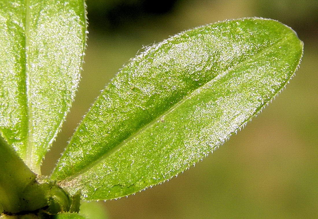 Изображение особи Galium davuricum.