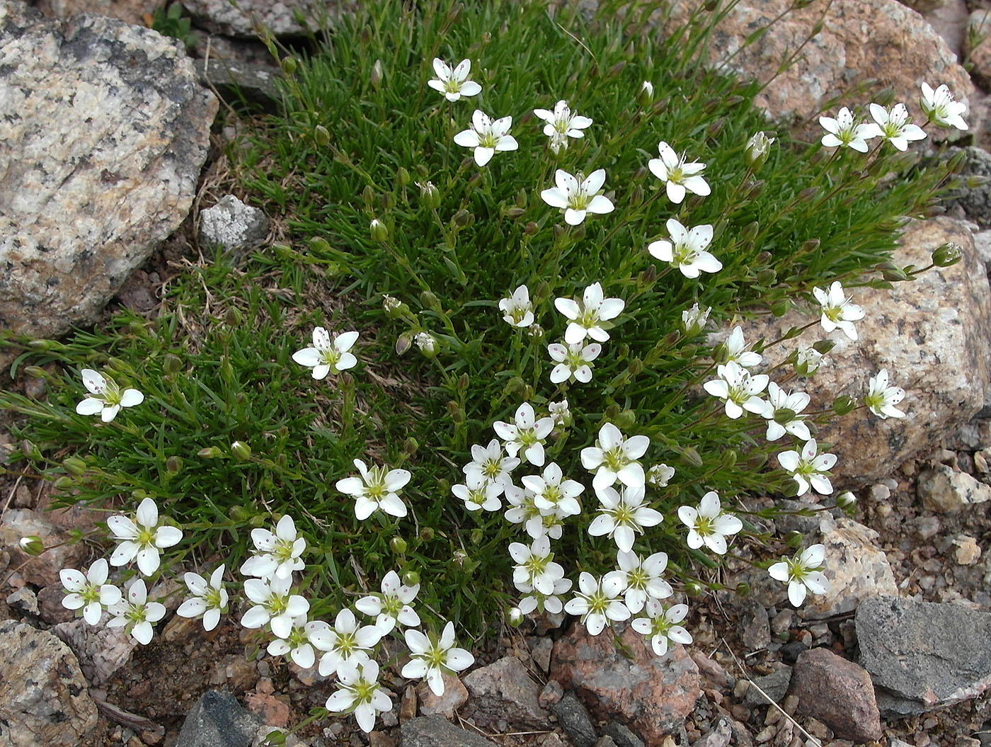 Image of Minuartia kryloviana specimen.