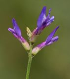Image of taxon representative. Author is Вера Волкотруб