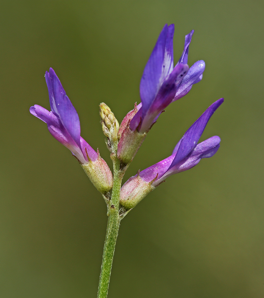 Image of Astragalus adsurgens specimen.