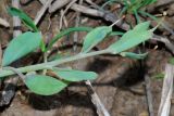 Corydalis ledebouriana