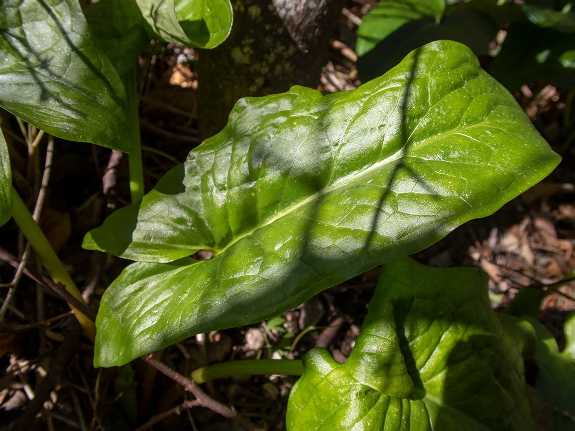 Изображение особи семейство Araceae.