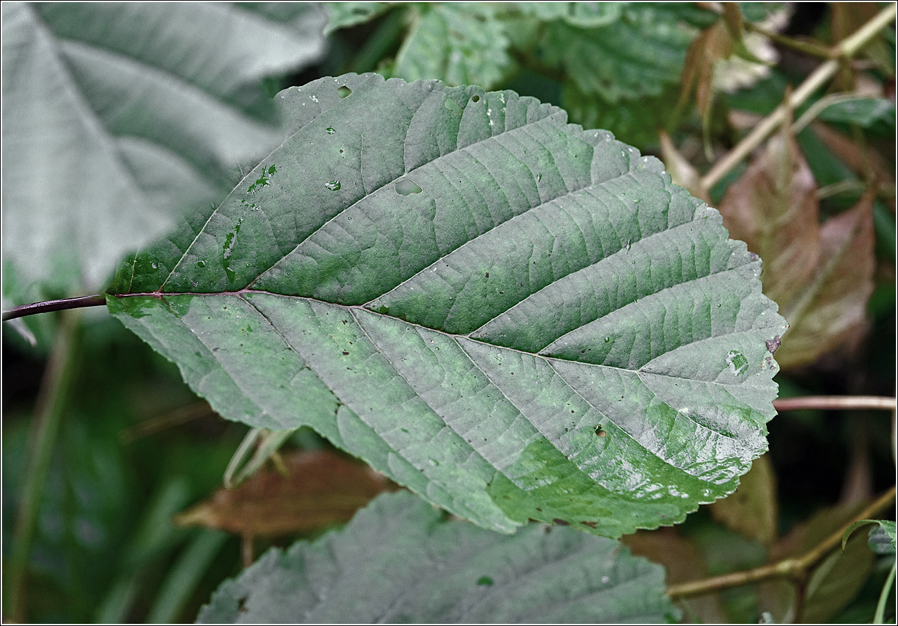Изображение особи Alnus glutinosa.