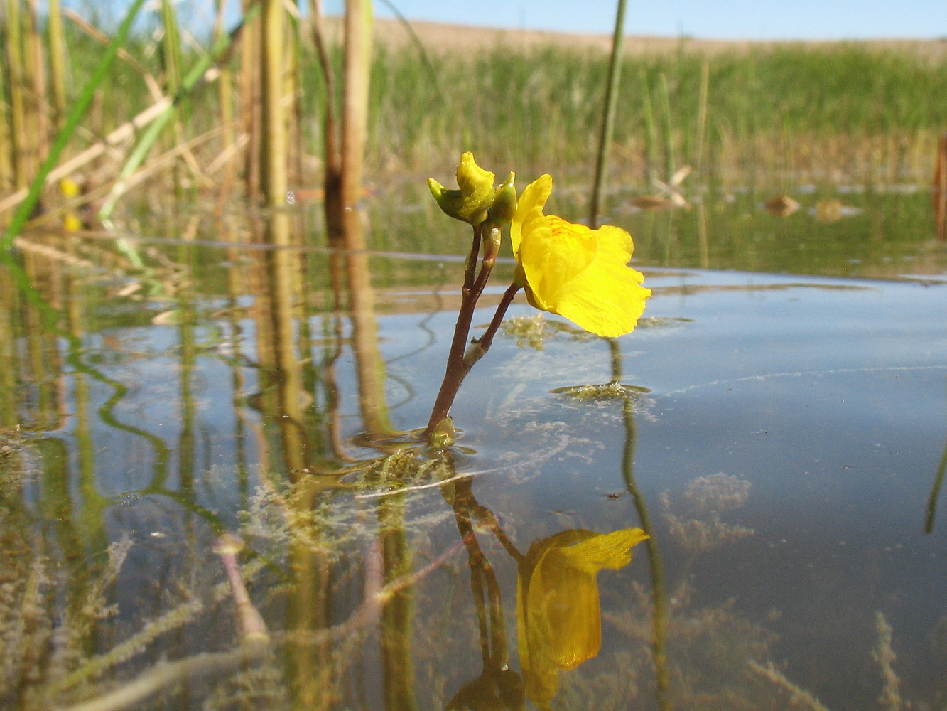 Изображение особи Utricularia × neglecta.