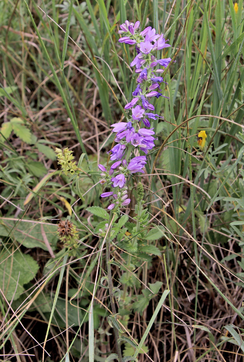 Изображение особи Campanula bononiensis.