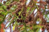 Cryptomeria japonica. Верхушка ветви с шишками и частично засохшими иголками. Португалия, Азорские о-ва, о-в Сан-Мигел, р-н Порту-Формозу, опушка смешанного леса. 13.08.2025.