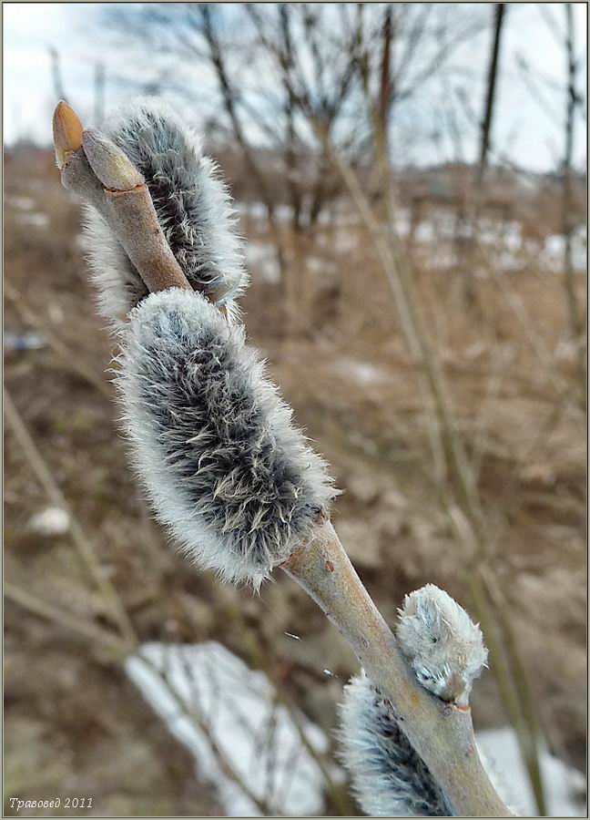 Image of Salix × holosericea specimen.
