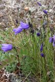 Campanula rotundifolia. Цветущее растение. Кольский полуостров, Кандалакшский берег Белого моря, левый берег в устье р. Чёрная, дюна. 1 июля 2025 г.