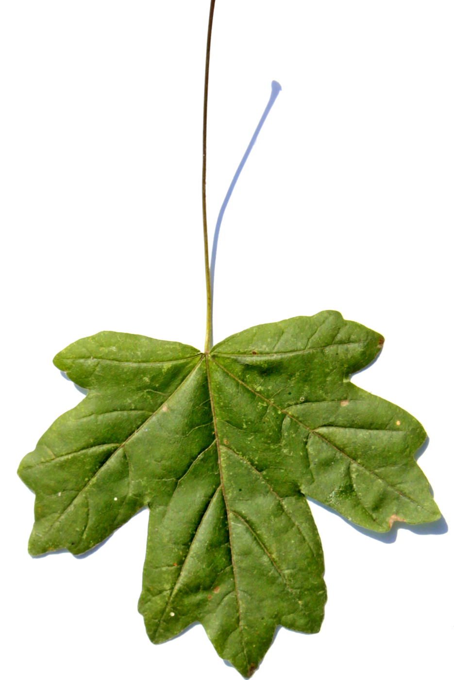 Изображение особи Acer campestre.