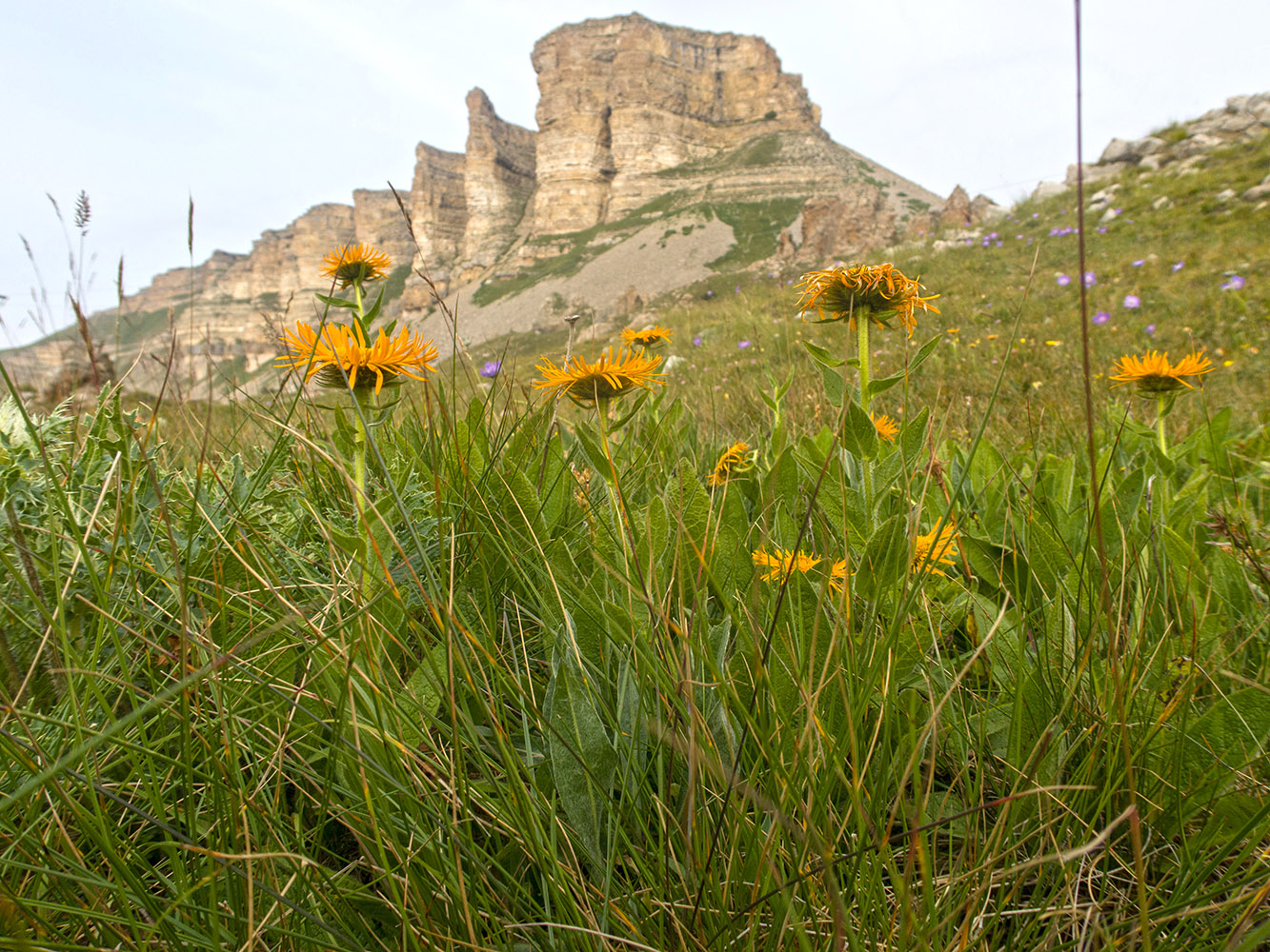 Image of Inula orientalis specimen.