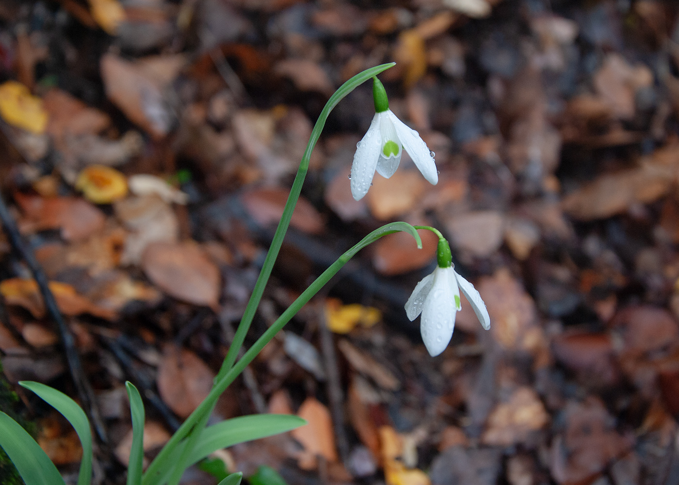 Изображение особи род Galanthus.