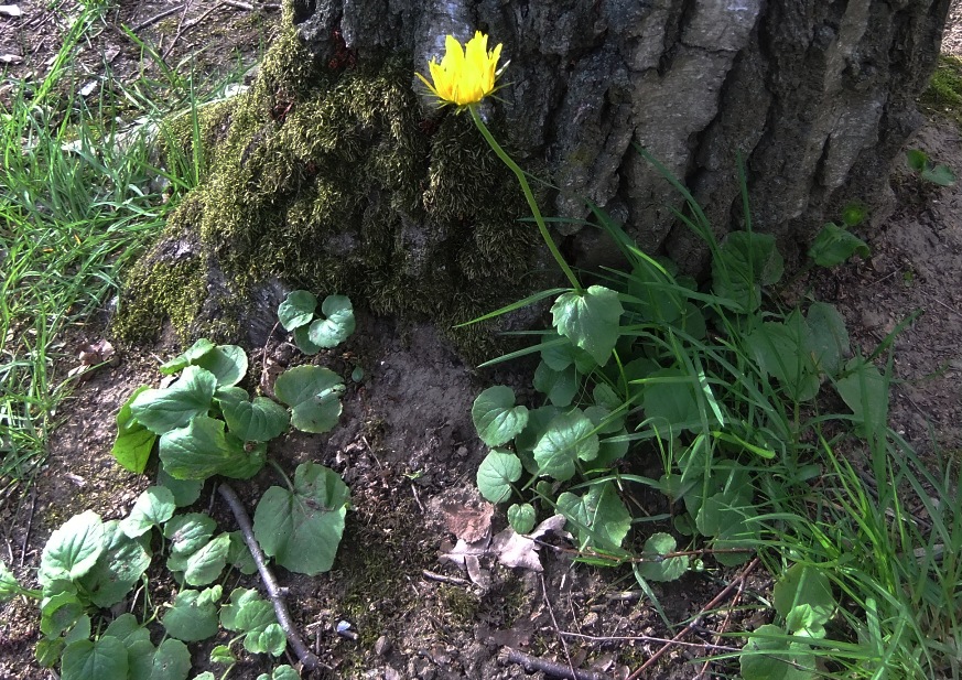 Изображение особи Doronicum orientale.