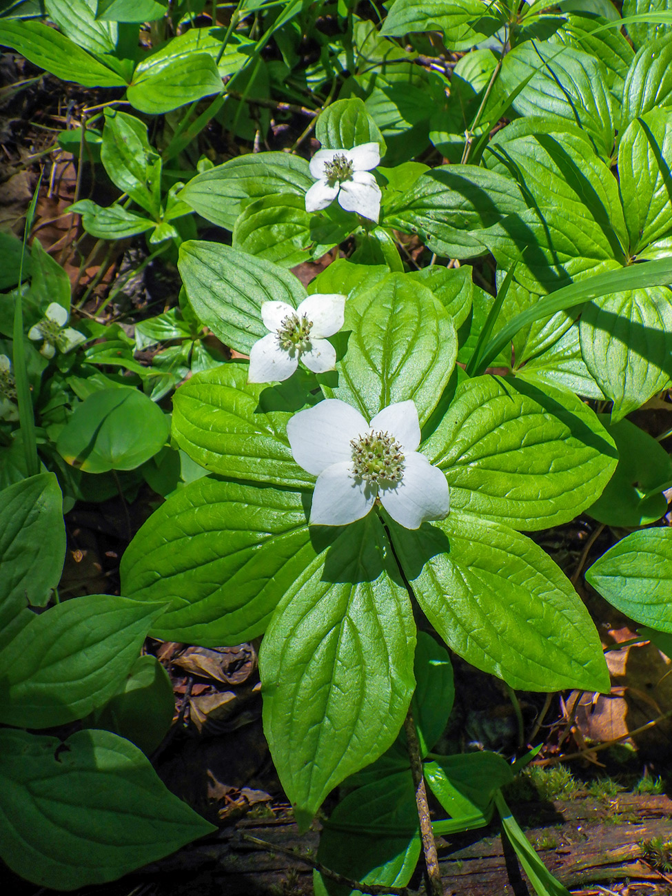 Изображение особи Chamaepericlymenum canadense.