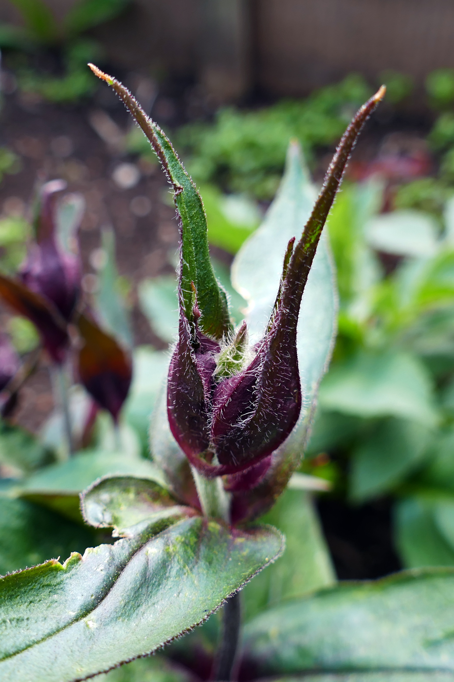 Image of Lychnis chalcedonica specimen.
