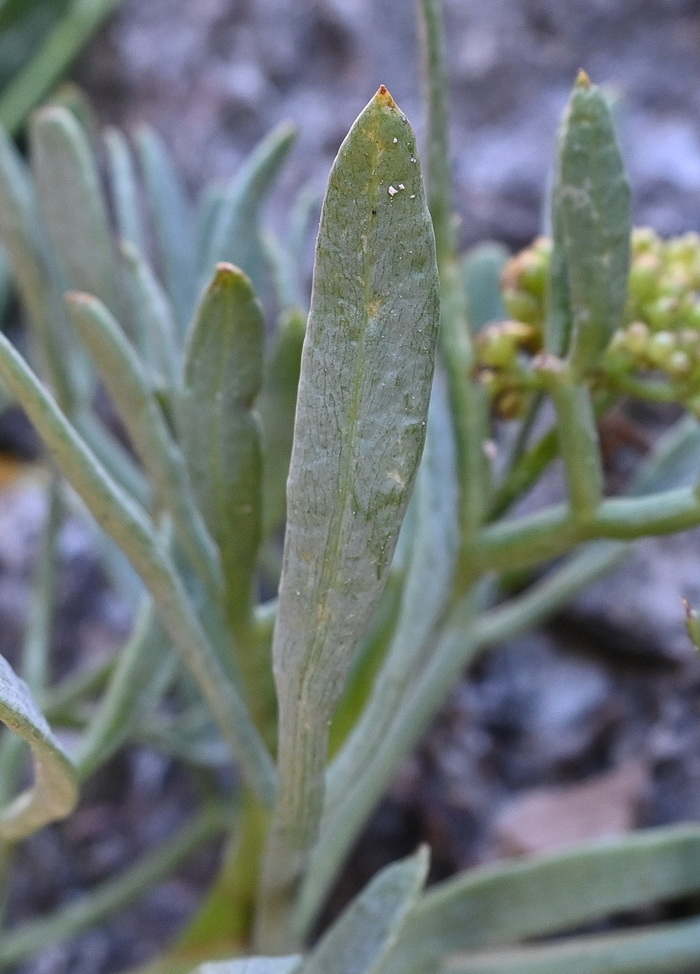 Изображение особи Crithmum maritimum.